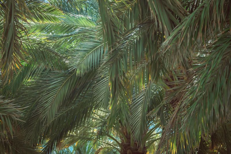 Palmiers dattiers — oasis de Quba à Médine