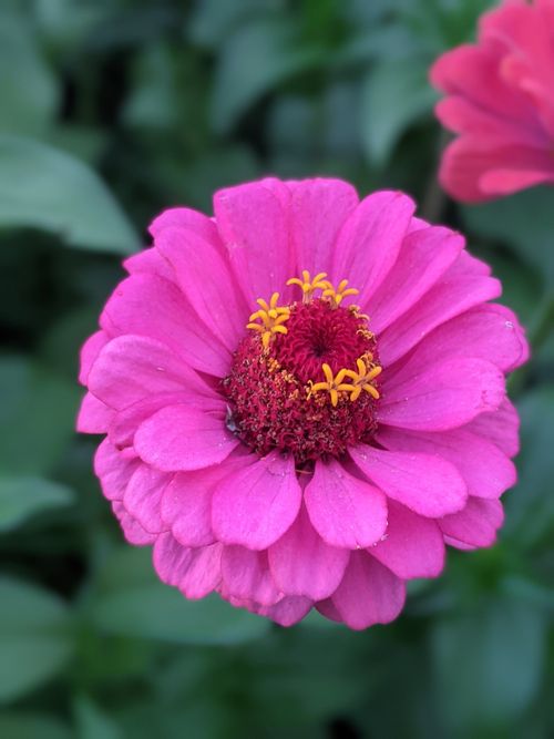 Free Close-up of a vibrant pink zinnia flower with yellow stamens, showcasing nature's beauty. Stock Photo