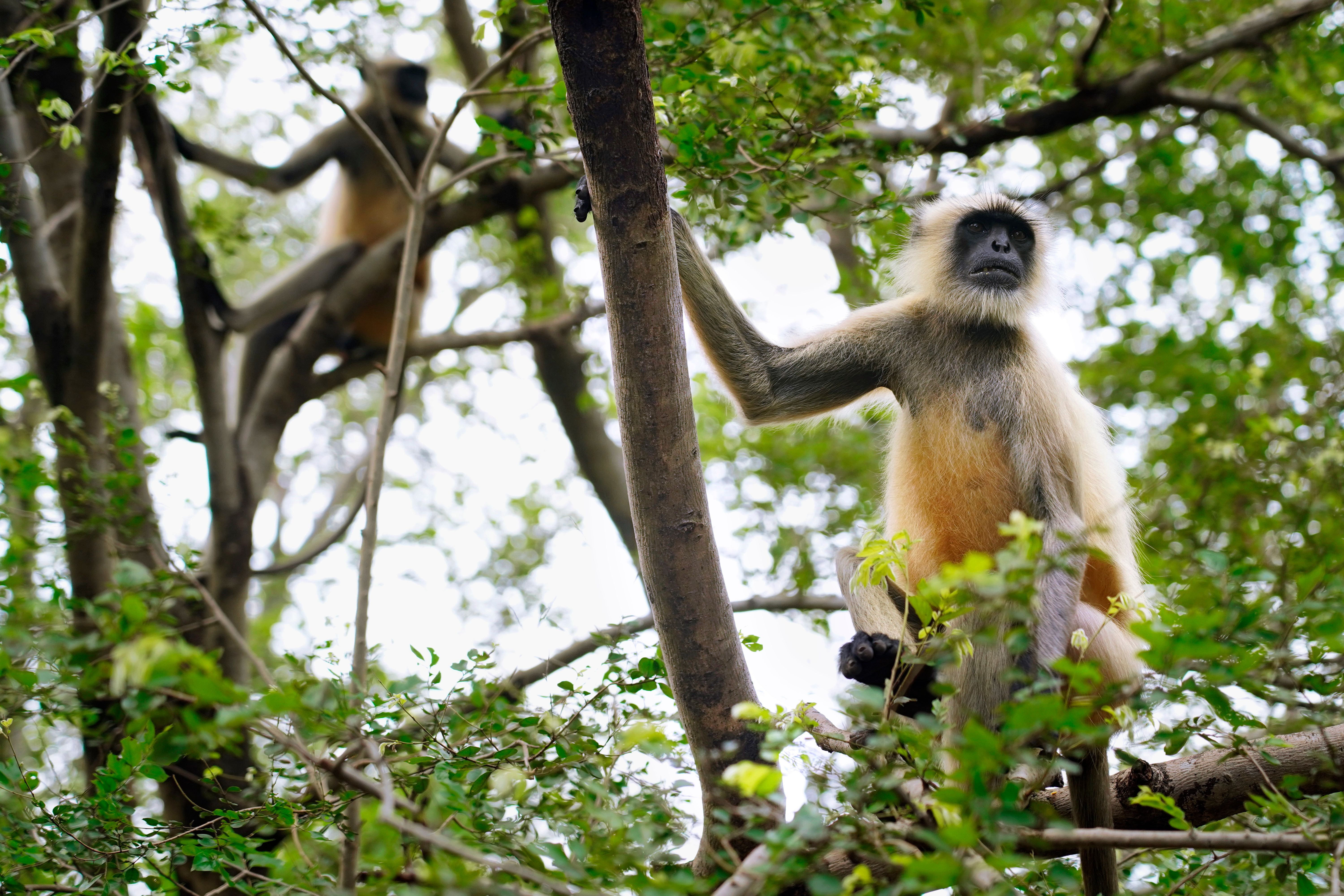Indian Gray Langur Monkeys in Natural Habitat · Free Stock Photo