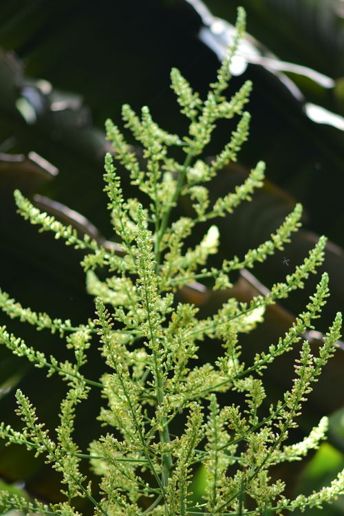 Free Detailed view of a lush green plant with budding blossoms under natural light. Stock Photo