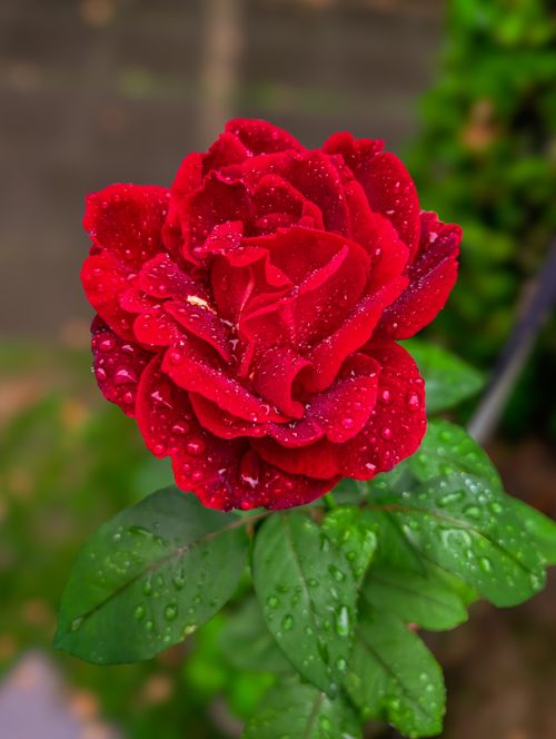 Free Close-up of a red rose covered with dewdrops in a lush garden. Stock Photo