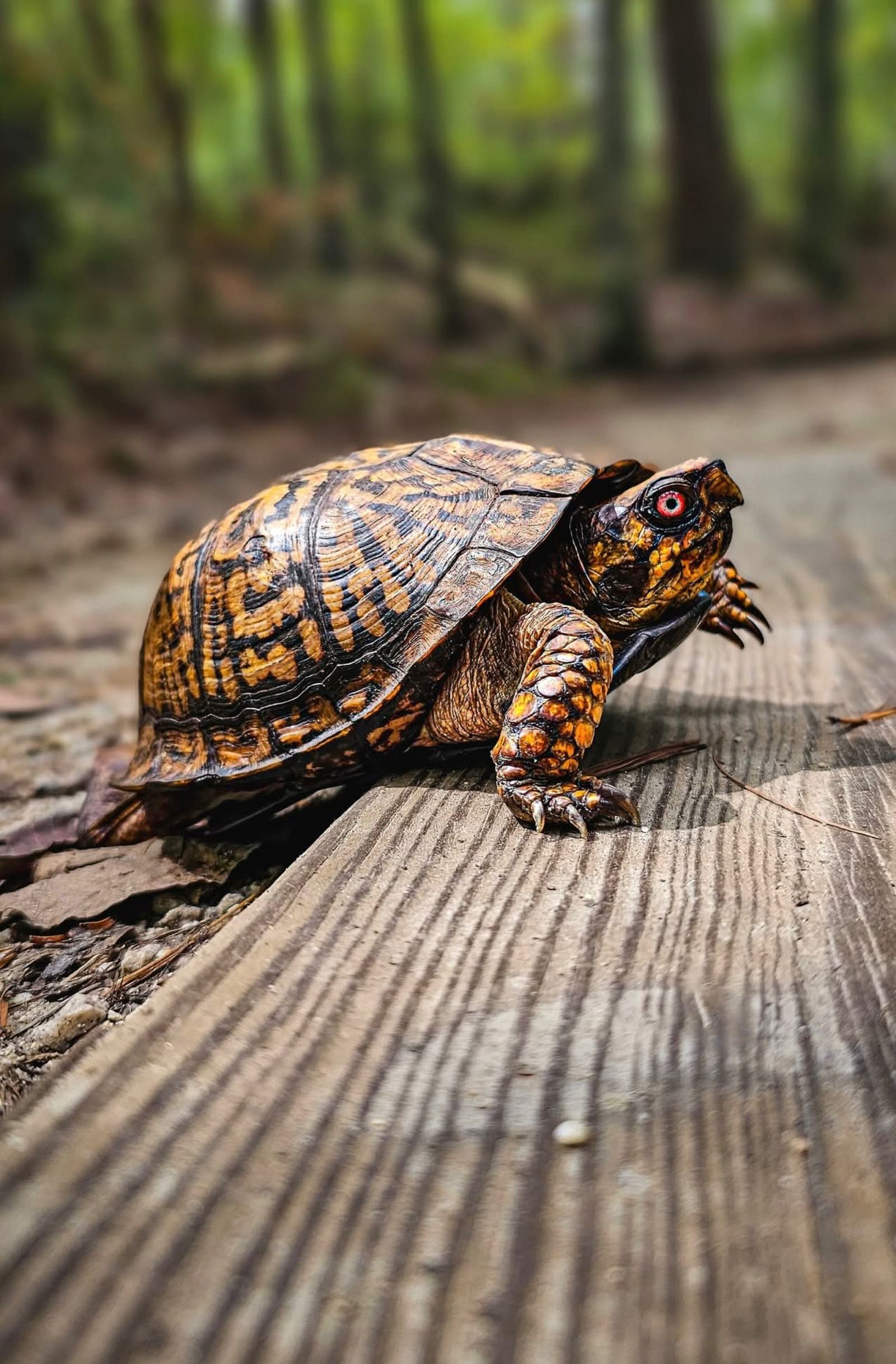 Turtle Desktop Wallpaper Photos, Download The BEST Free Turtle Desktop ...