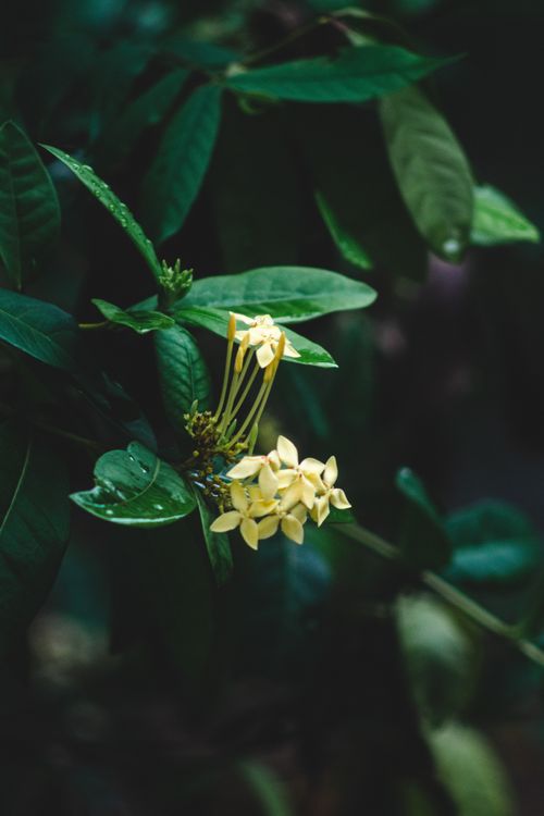 Free Detailed shot of a yellow Ixora flower with lush green leaves in a soft light setting. Stock Photo