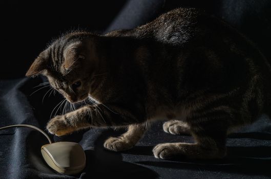 A striped tabby cat playing with a vintage computer mouse on a dark fabric background.