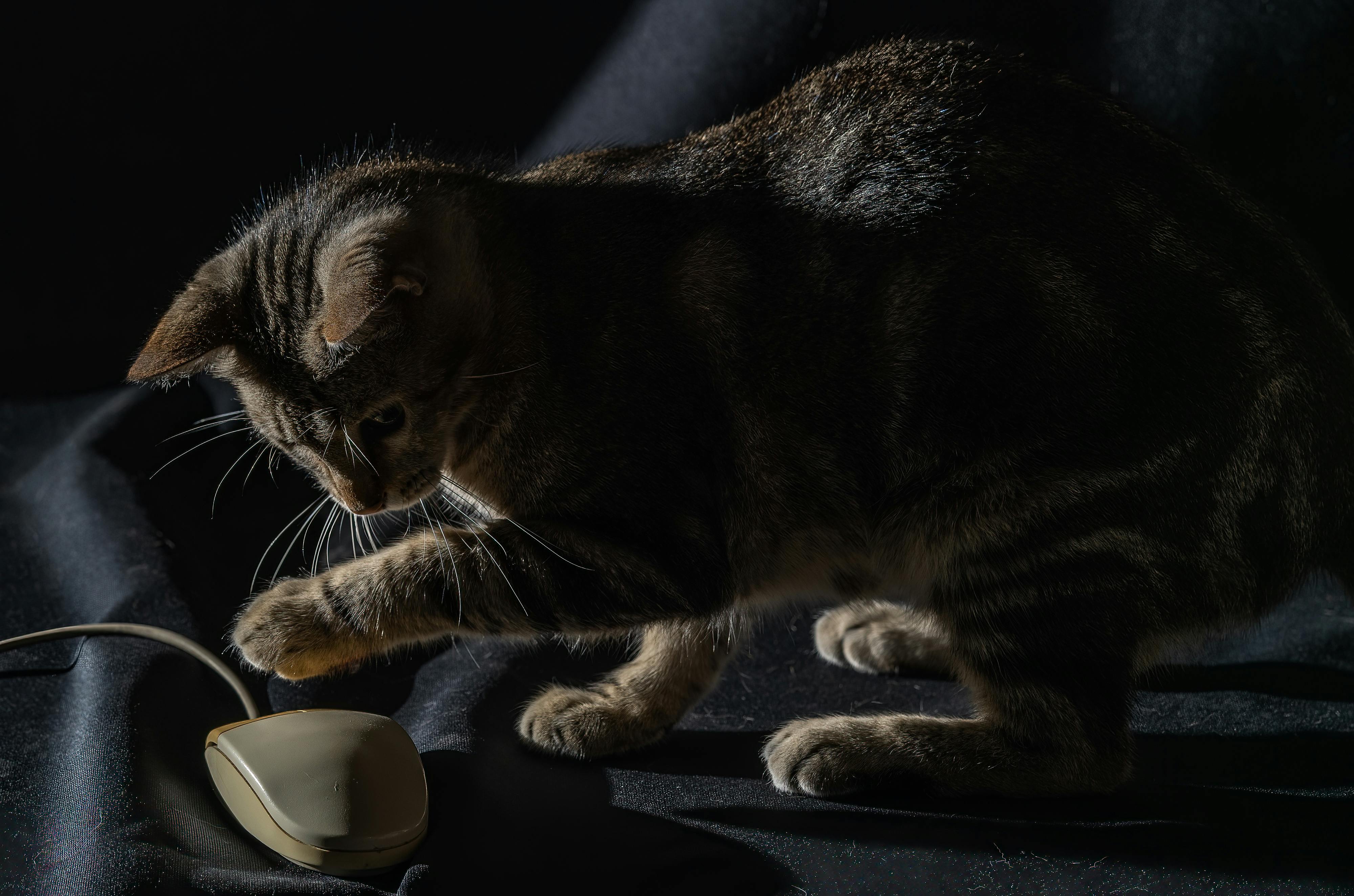 Kostenlos Eine gestreifte getigerte Katze spielt mit einer Vintage-Computermaus auf einem dunklen Stoffhintergrund. Stock-Foto