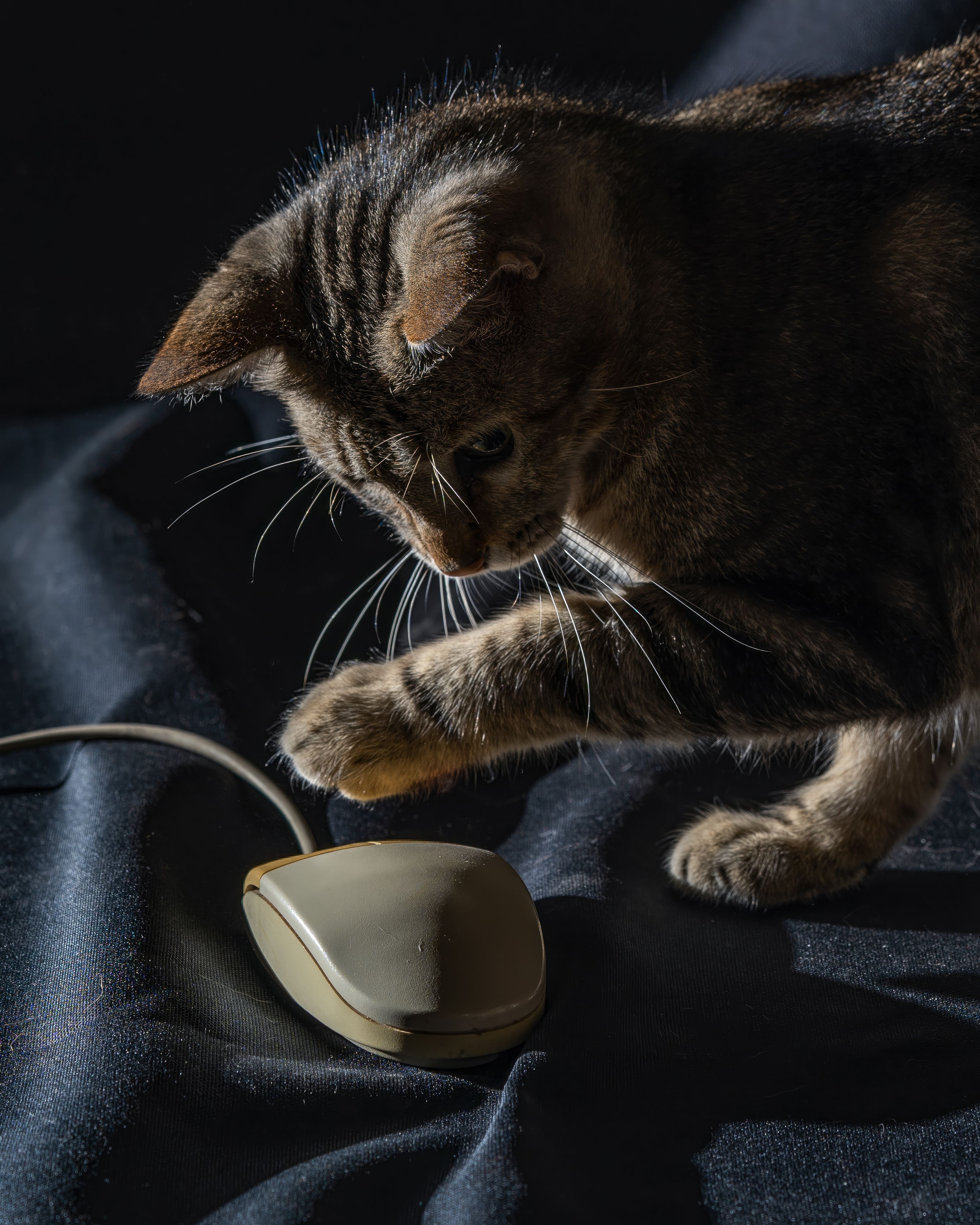 Ibm Researchers Go Way Beyond Ai With Cat Like Cognitive Computing