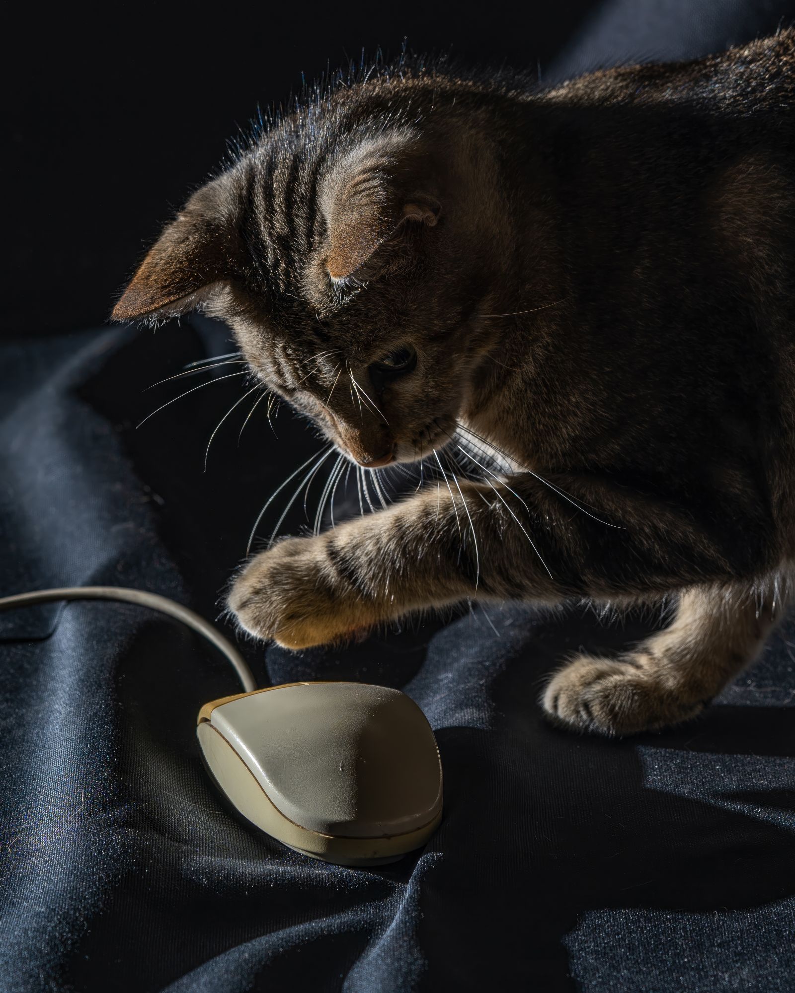 Computer Mouse Photos, Download The BEST Free Computer Mouse Stock ...