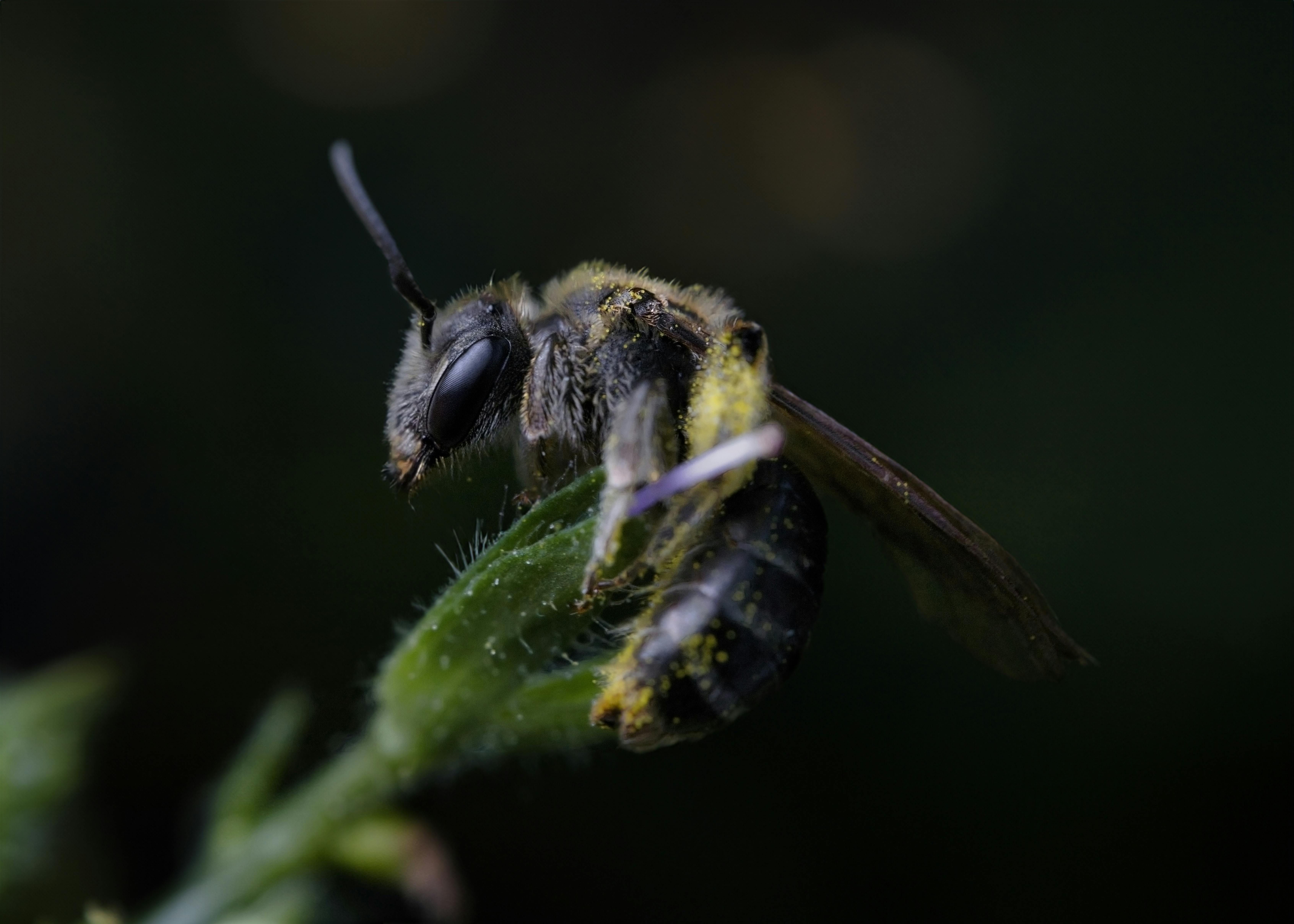 Les Pollens Cachés de l'Aube : 25 Fleurs Sauvages Négligées qui Nourrissent votre Vitalité Immunitai