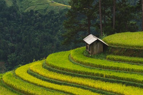 Free A picturesque view of terraced rice fields in Yên Bái, Vietnam, showcasing vibrant greenery and natural landscapes. Stock Photo
