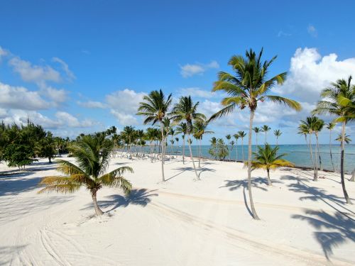 Free Idyllic white sandy beach with palm trees under a clear blue sky. Stock Photo