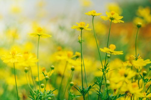 Bright Yellow Cosmos Flowers in a Sunlit Meadow · Free Stock Photo