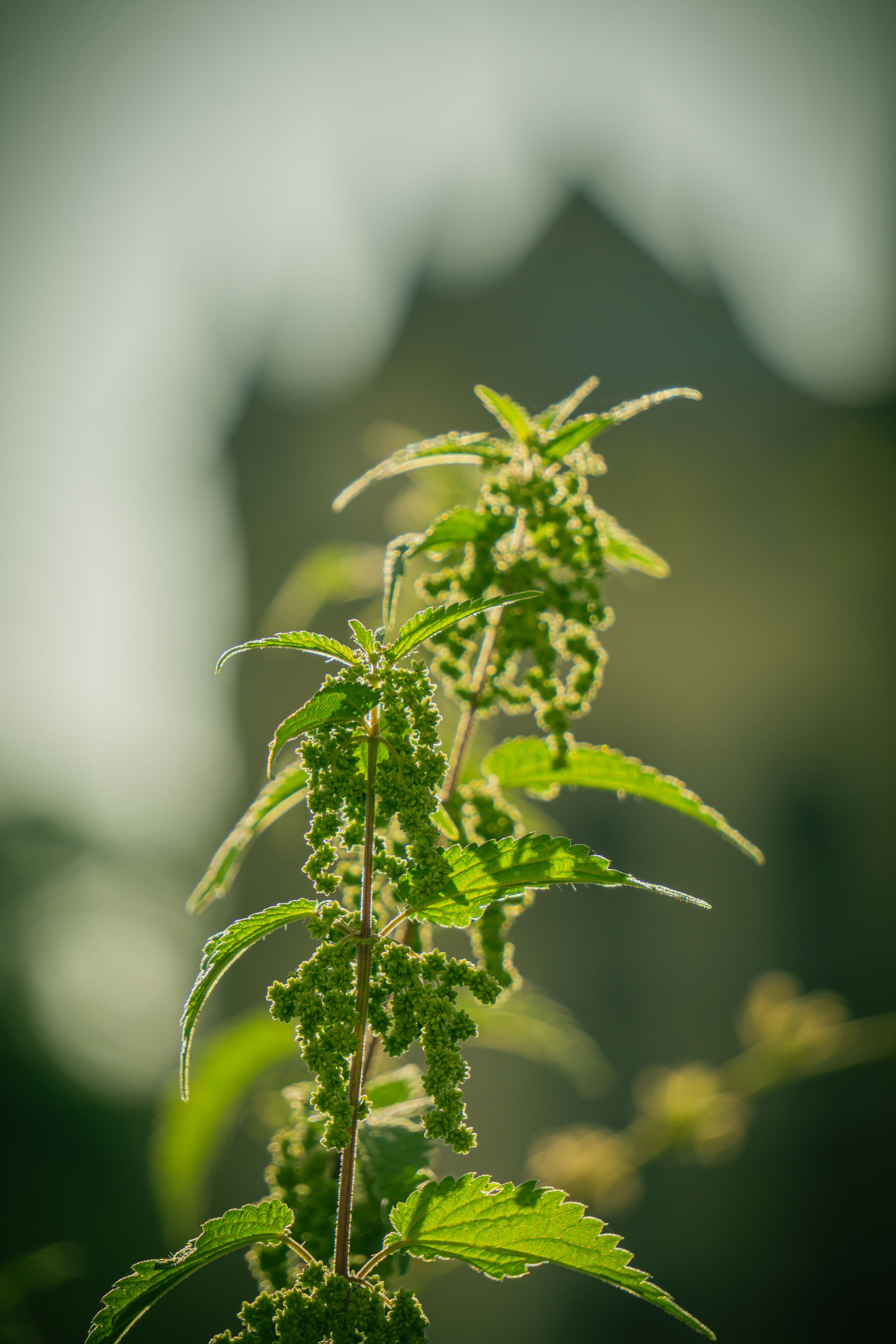Stinging nettle