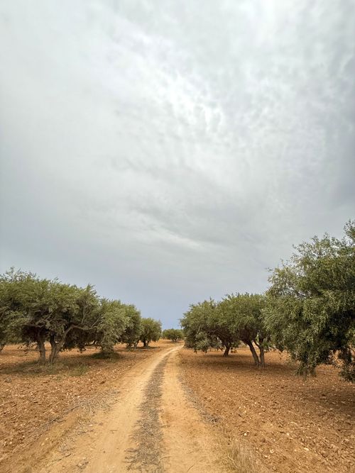 Free A serene dirt road winding through an olive grove beneath a cloudy sky, evoking tranquility. Stock Photo