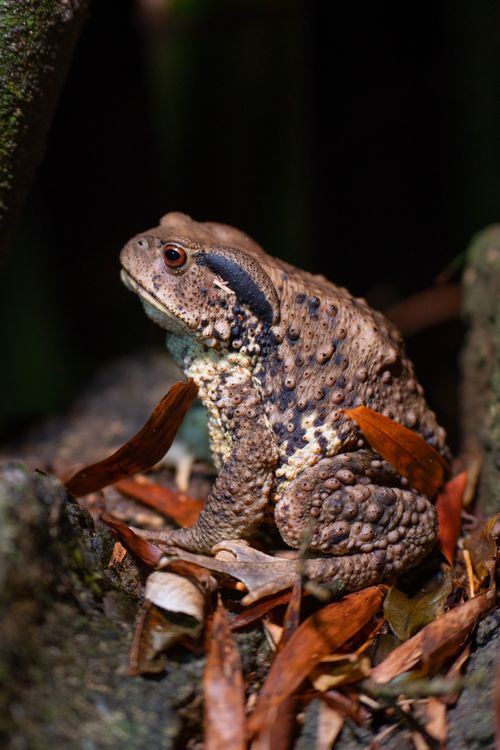 Free Detailed photo of a toad amidst autumn leaves in a natural outdoor setting. Stock Photo