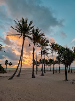 Experience the serene beauty of a Miami beach sunset silhouetting palm trees.