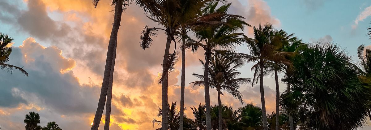 Palm trees at sunset on the Florida coast
