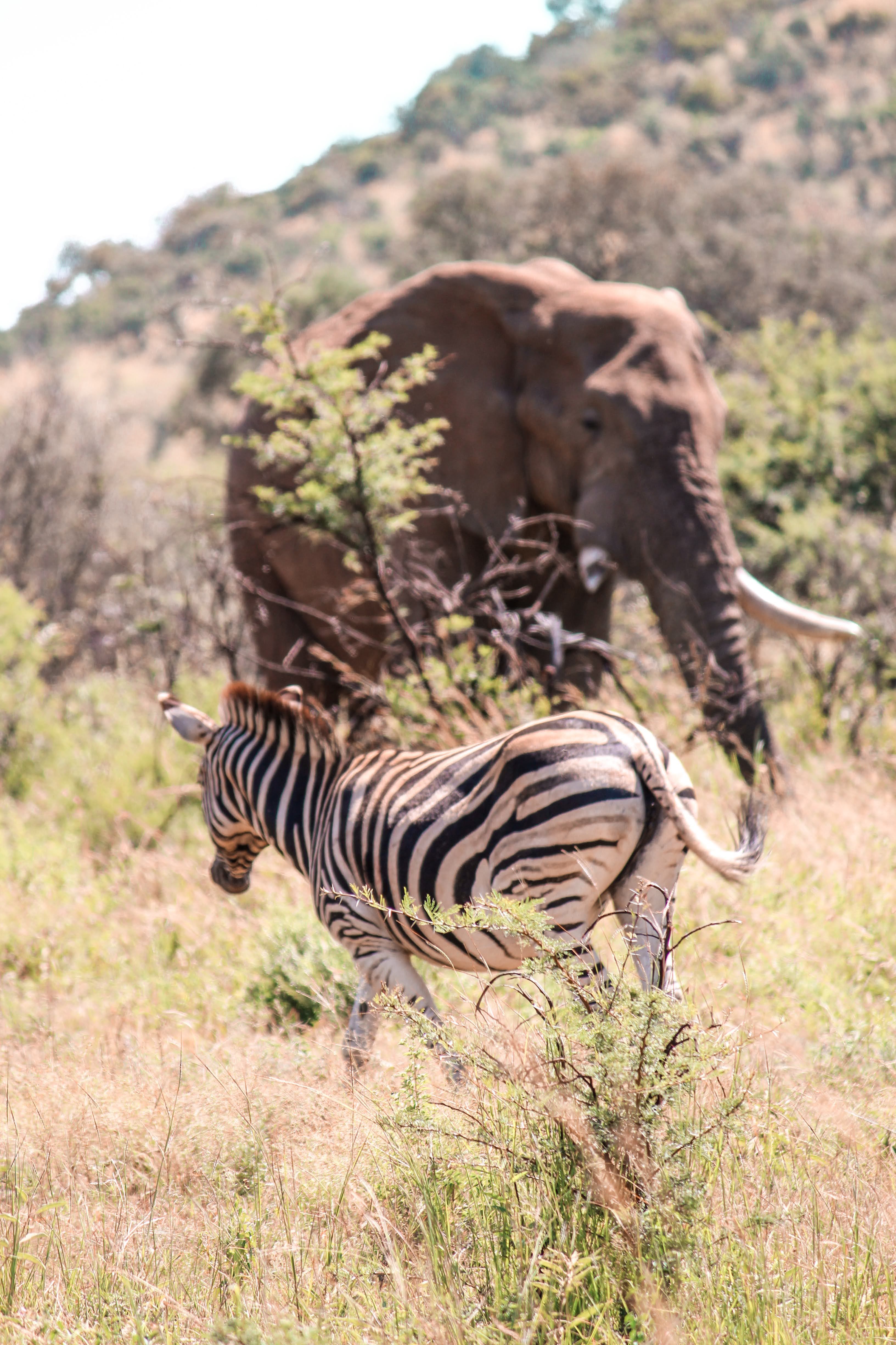 A zebra and elephant roaming freely in the South African savannah, depicting true wildlife harmony.
