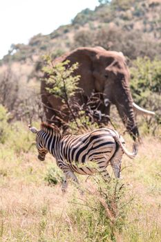 A zebra and elephant roaming freely in the South African savannah, depicting true wildlife harmony.