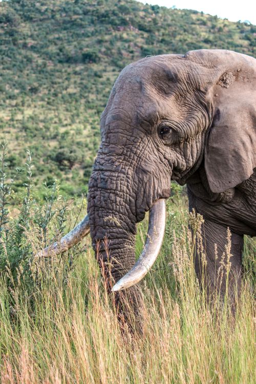 Free A close-up of an African elephant grazing in the savannah, showcasing its large tusks. Stock Photo