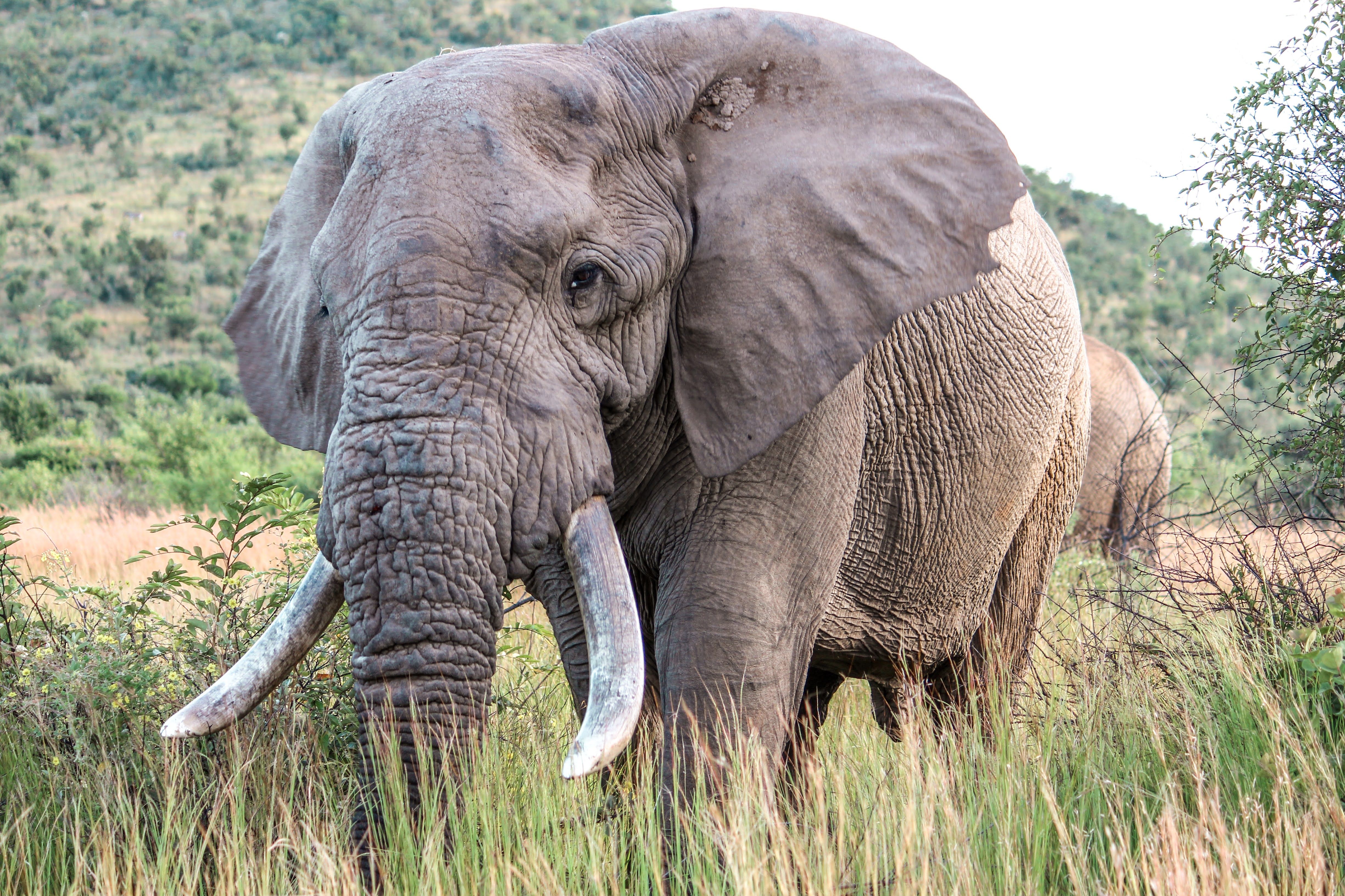 Close-up of an African elephant grazing in a lush, open field.