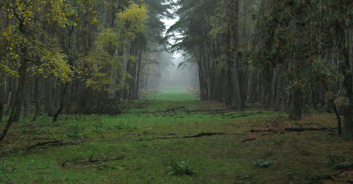 Serene misty pathway through an autumn forest filled with vibrant foliage.