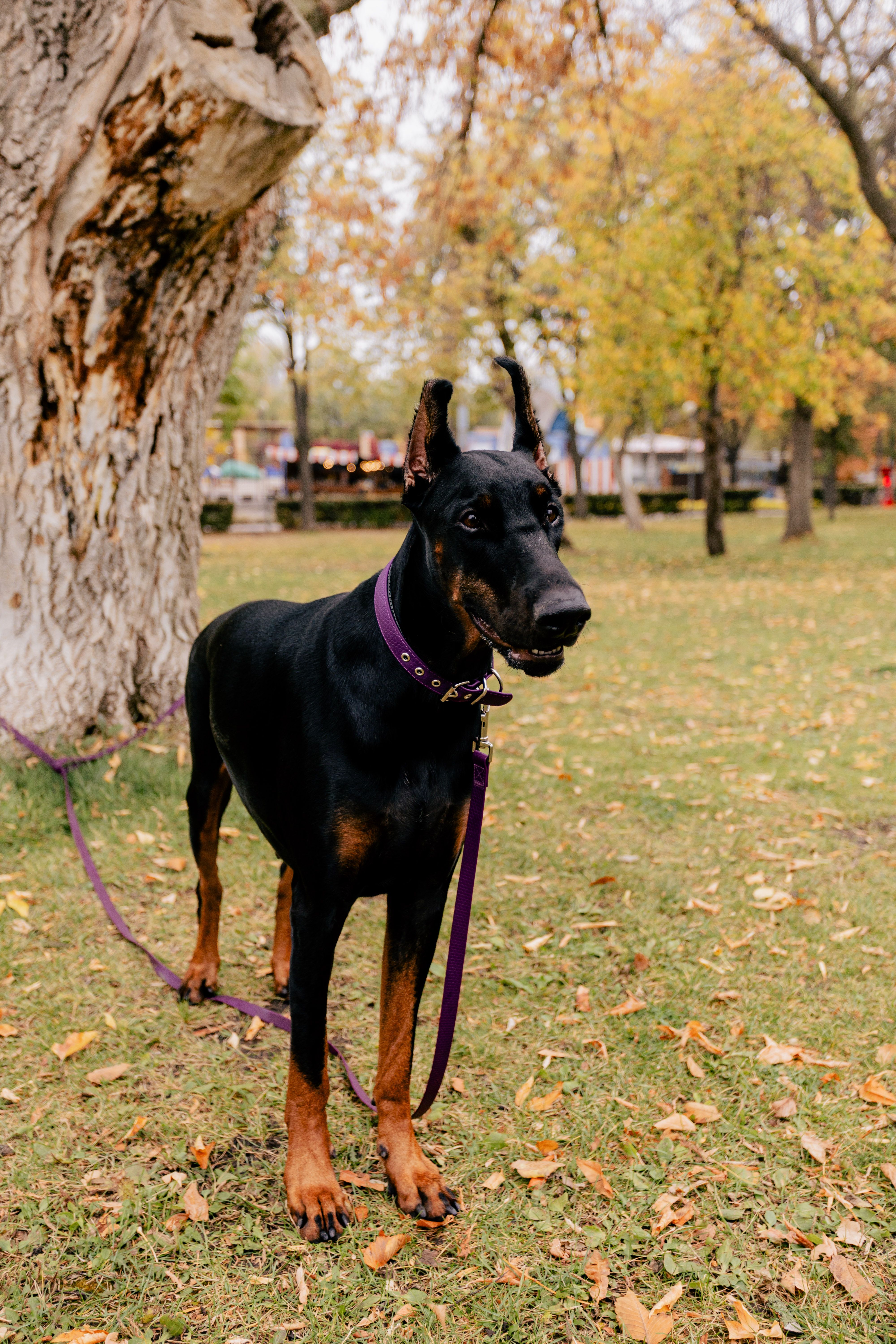 Elegant Doberman in Park During Autumn · Free Stock Photo