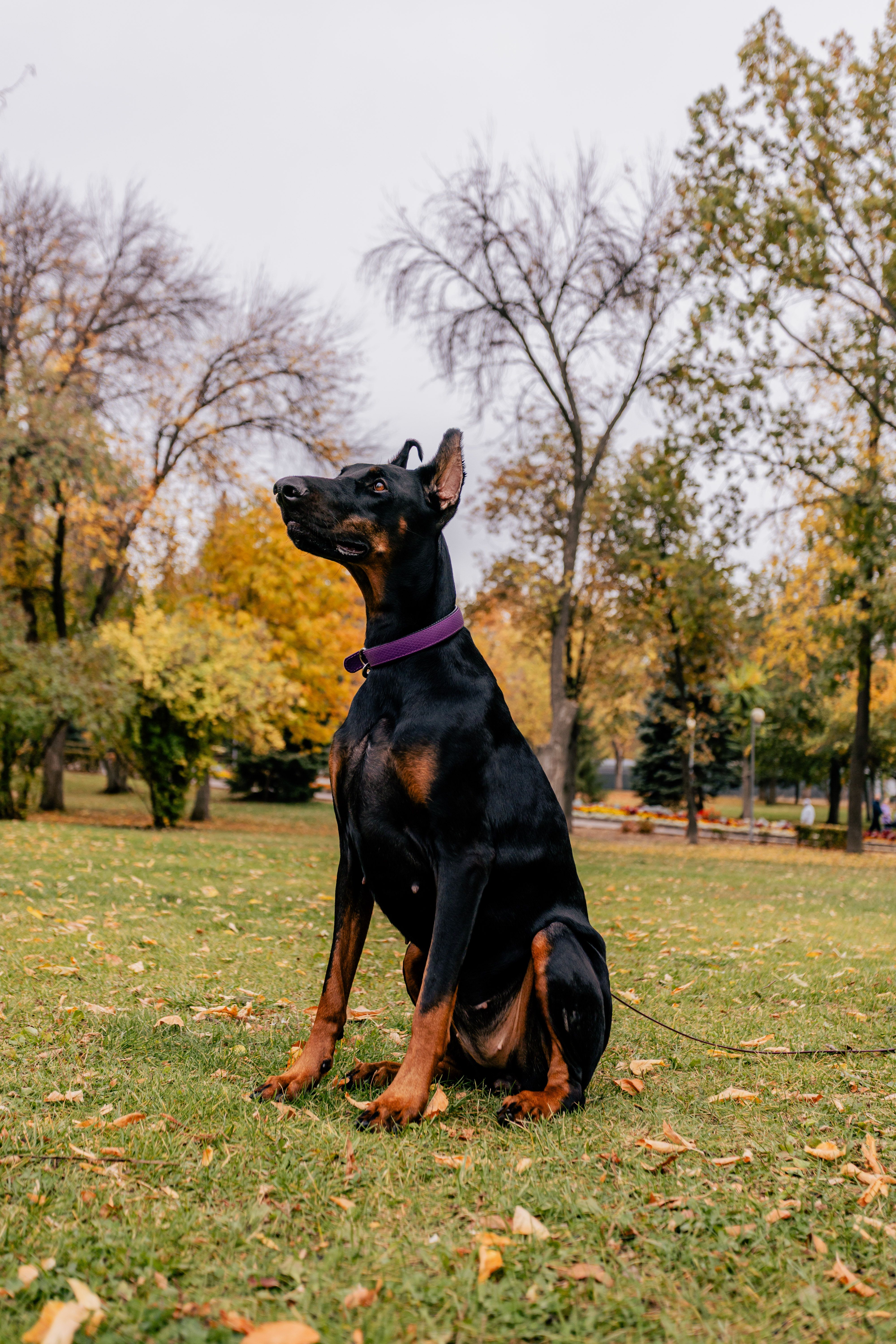 How to Choose a Dog Training Collar