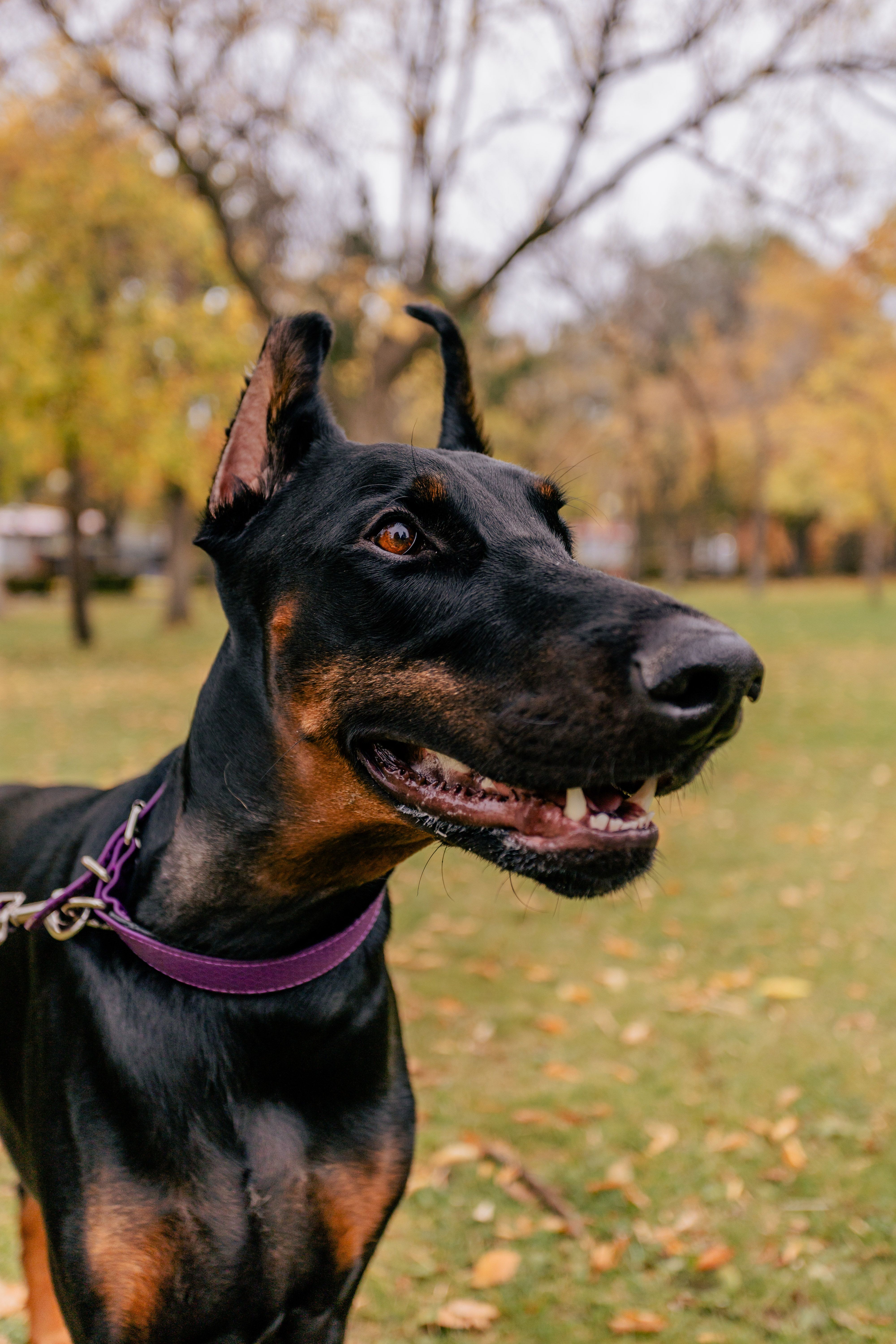 Dog Breed Photos, Download The BEST Free Dog Breed Stock Photos & HD Images