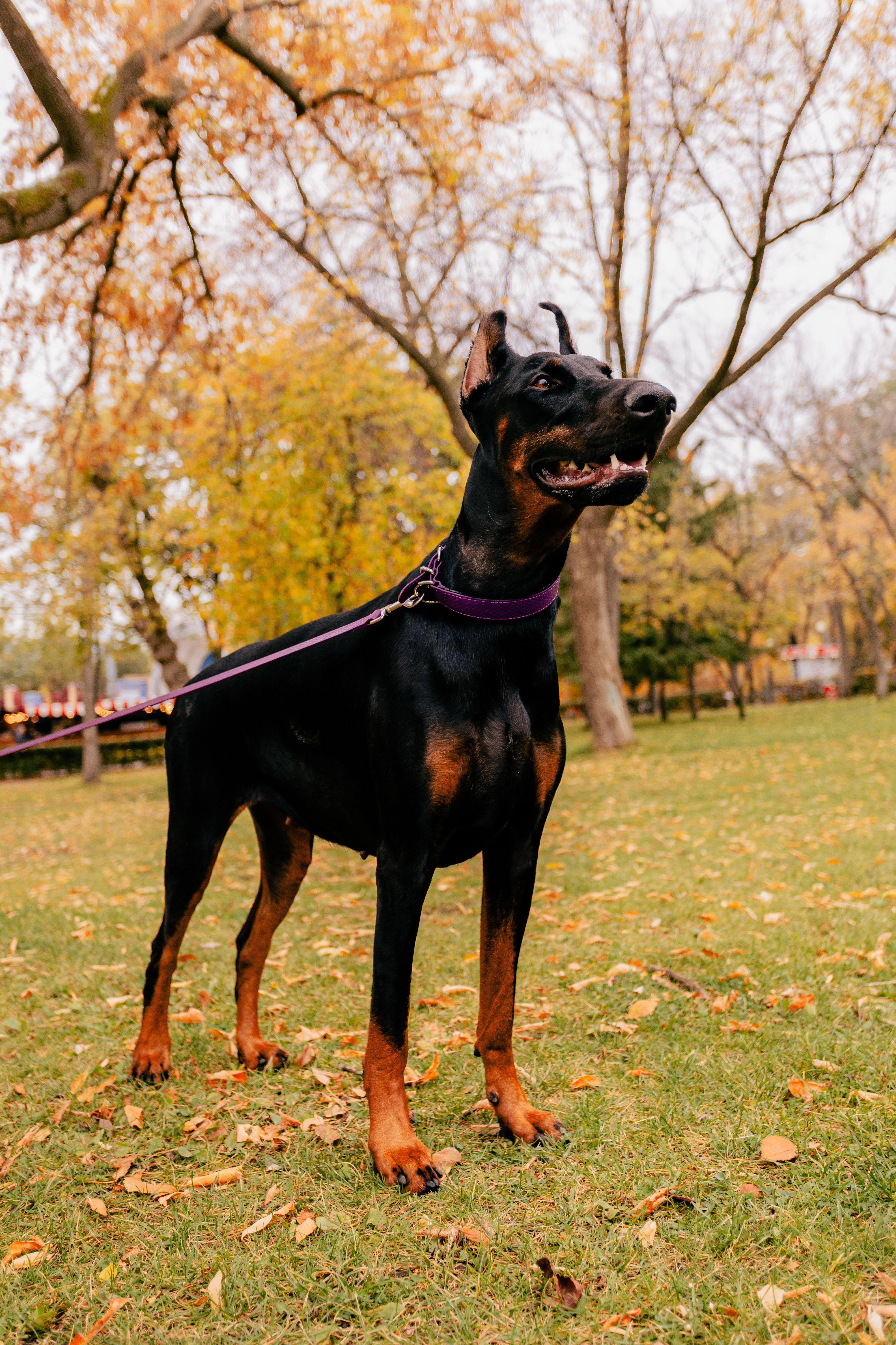 Majestic Doberman in Autumn Park Setting · Free Stock Photo