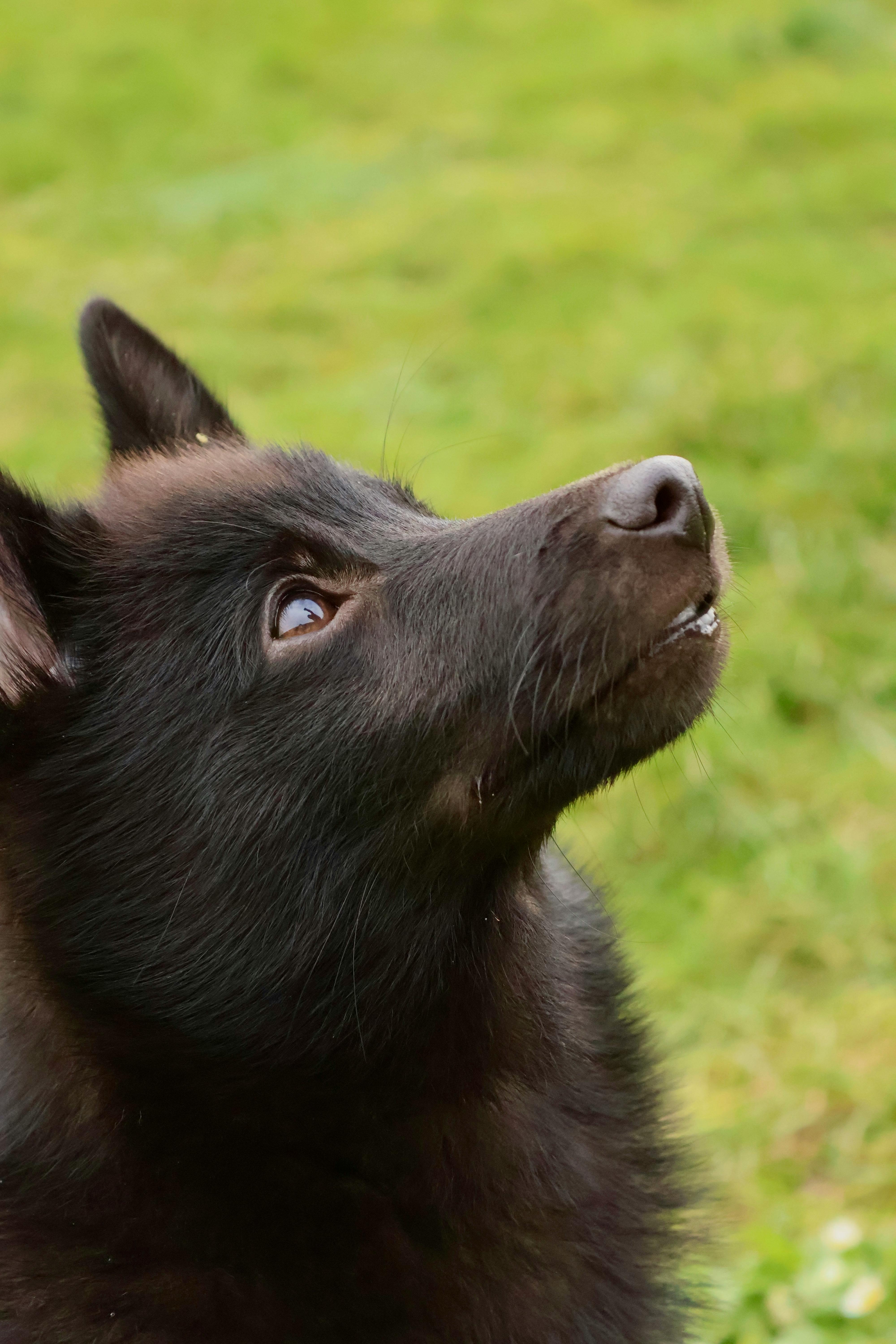 무료 스키퍼케 스톡 사진
