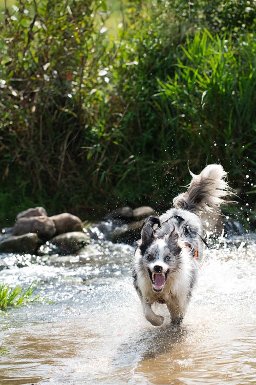 Free A Border Collie energetically splashes through a stream in Poprad, Slovakia. Stock Photo