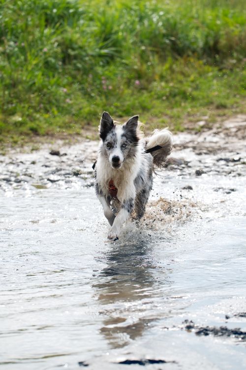 Free Active Border Collie dog splashing in water outdoors on a sunny day in Poprad, Slovakia. Stock Photo