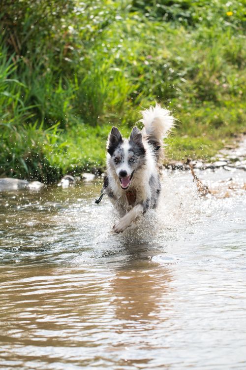 Free Active border collie running through water, showcasing joy and energy in a natural setting. Stock Photo