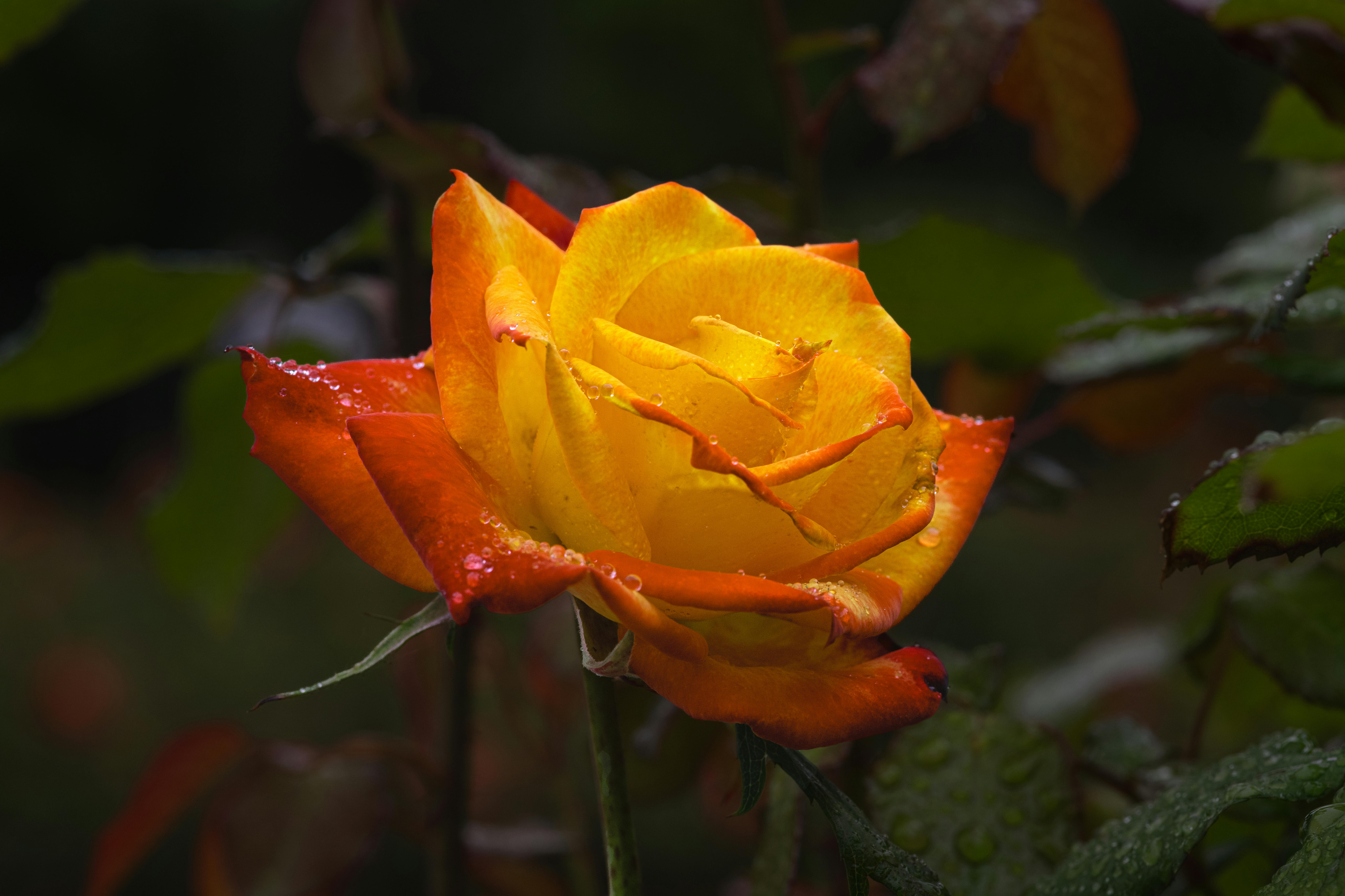 Quick Fix Immune Boosting Teas: Your Natural Defense