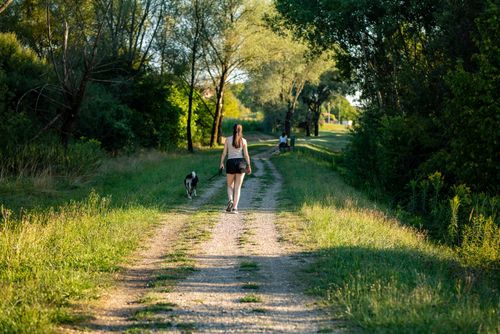 Free A woman strolls with her dog down a sunlit forest path, surrounded by lush greenery. Stock Photo
