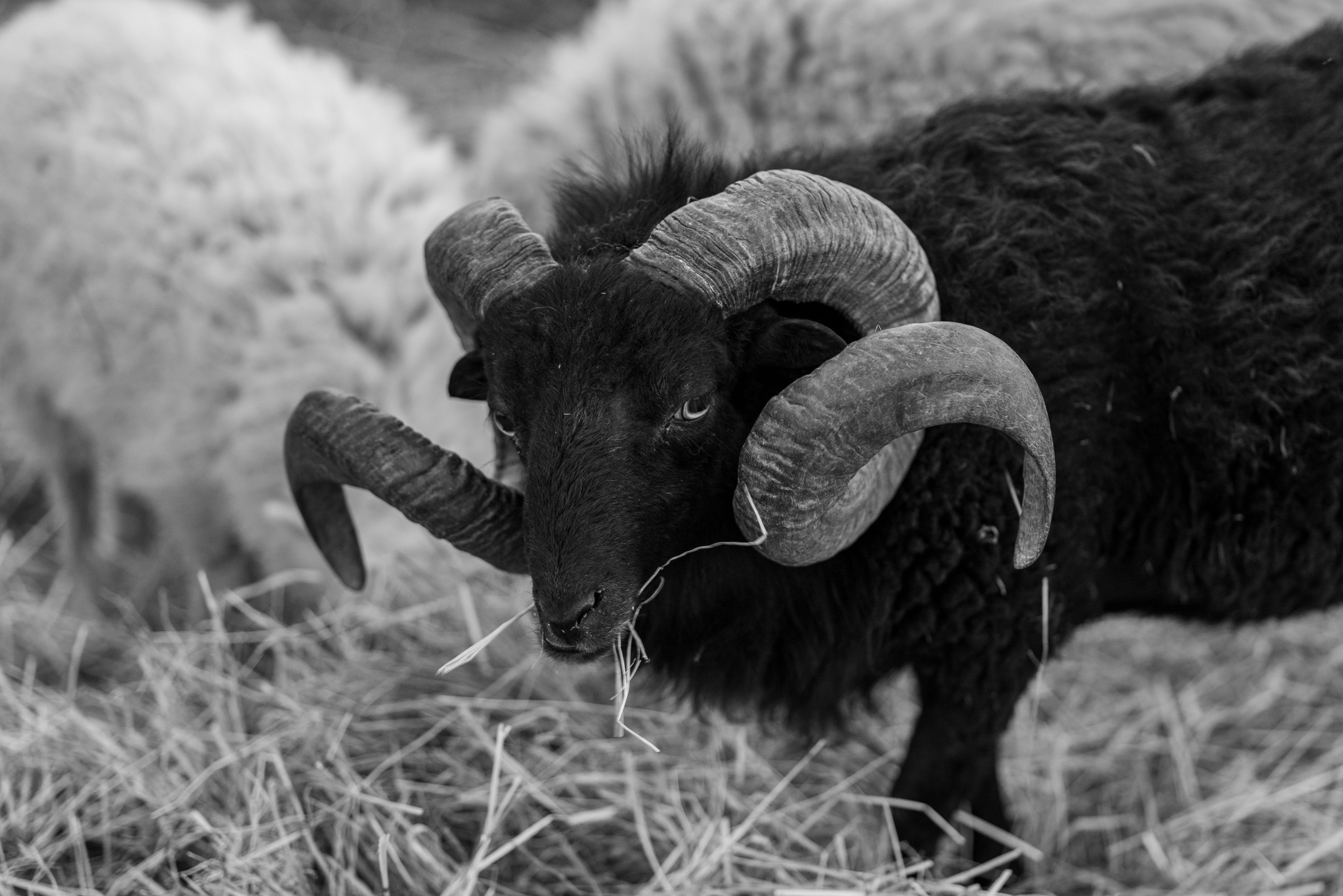 Big Horn Outdoor Adventure Show - Spokane and North Idaho community calendar - The Spokesman — Photo by Vladimir Srajber on P