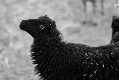 Free Black sheep looking upwards on a farm in Garešnica, Croatia, captured in black and white. Stock Photo