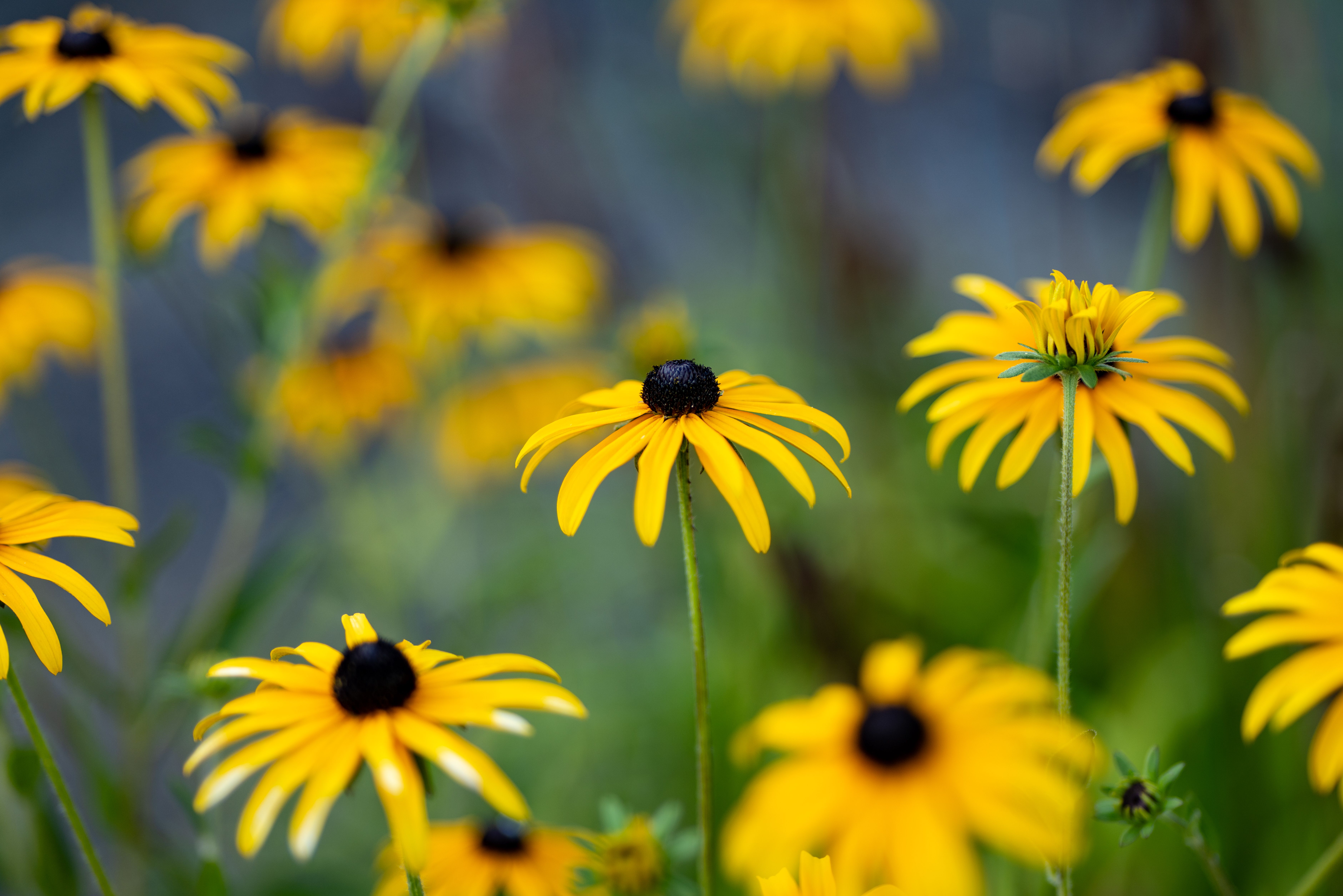 Vibrant Black-Eyed Susan Flowers in Bloom · Free Stock Photo