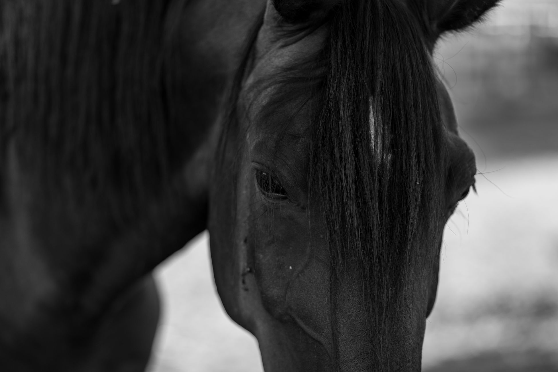 Nieuw stamboek voor Fries paard om genetische impasse te doorbreken