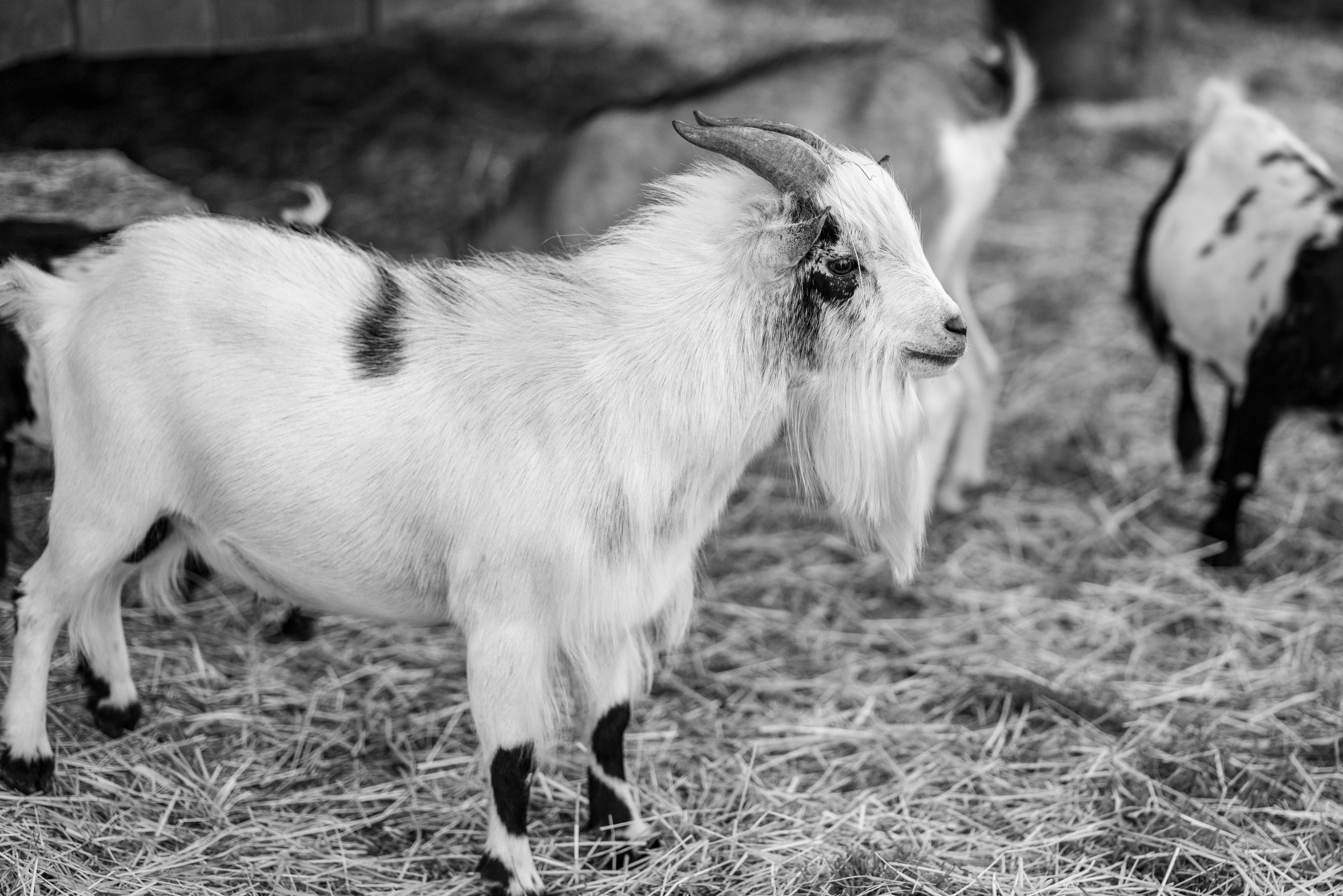 Black and white goat on straw