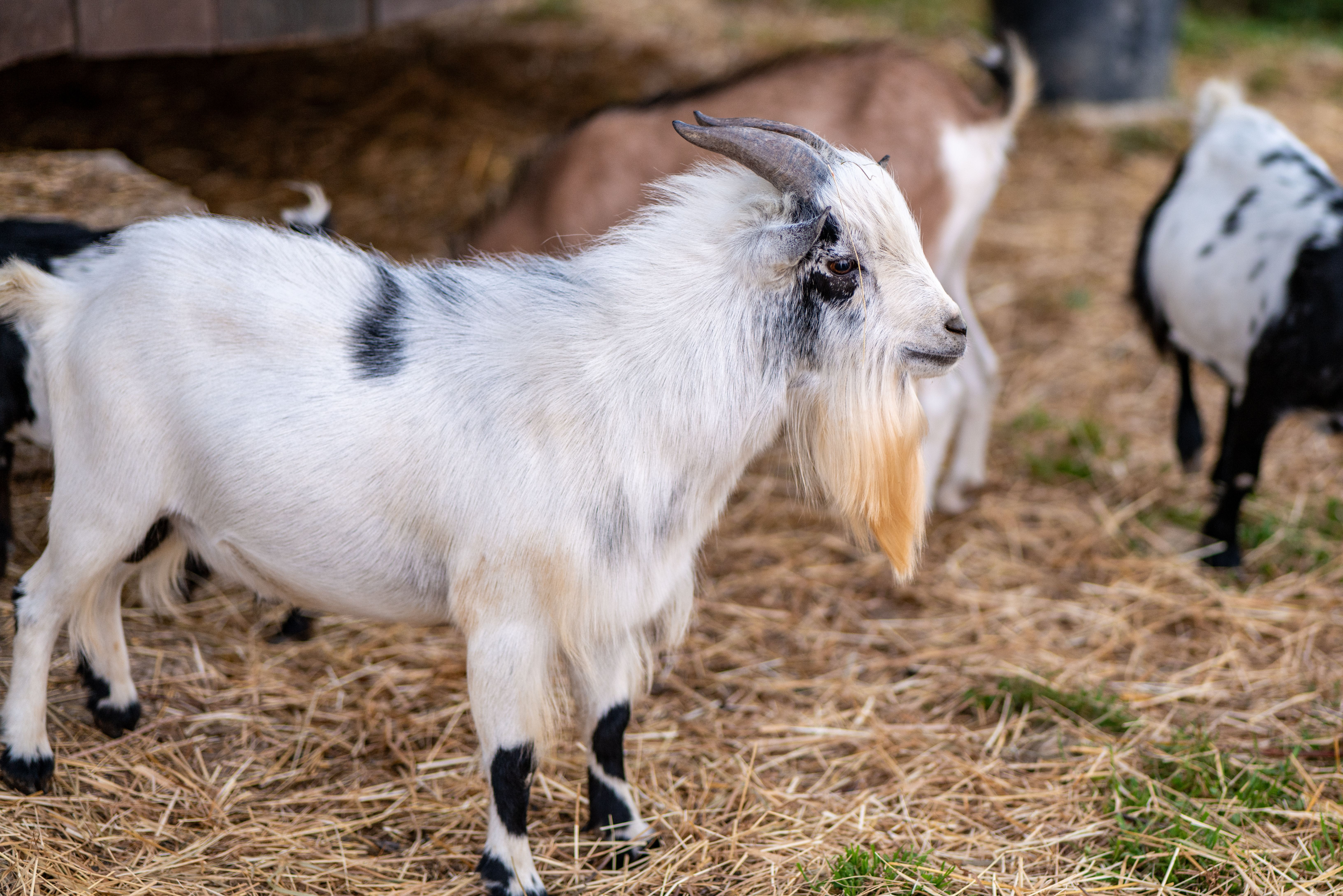 GOAT Santa Cruz Takes Group Fitness Outdoors - Good Times — Photo by Vladimir Srajber on Pexels