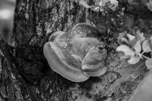 Free Close-up black and white image showing a large fungus growing on tree bark. Stock Photo