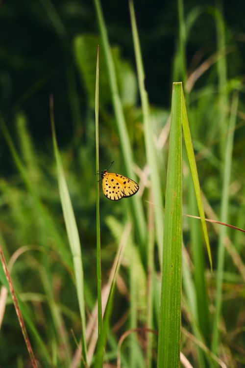 Free A bright butterfly perched on a green blade of grass, showcasing nature's vivid beauty. Stock Photo