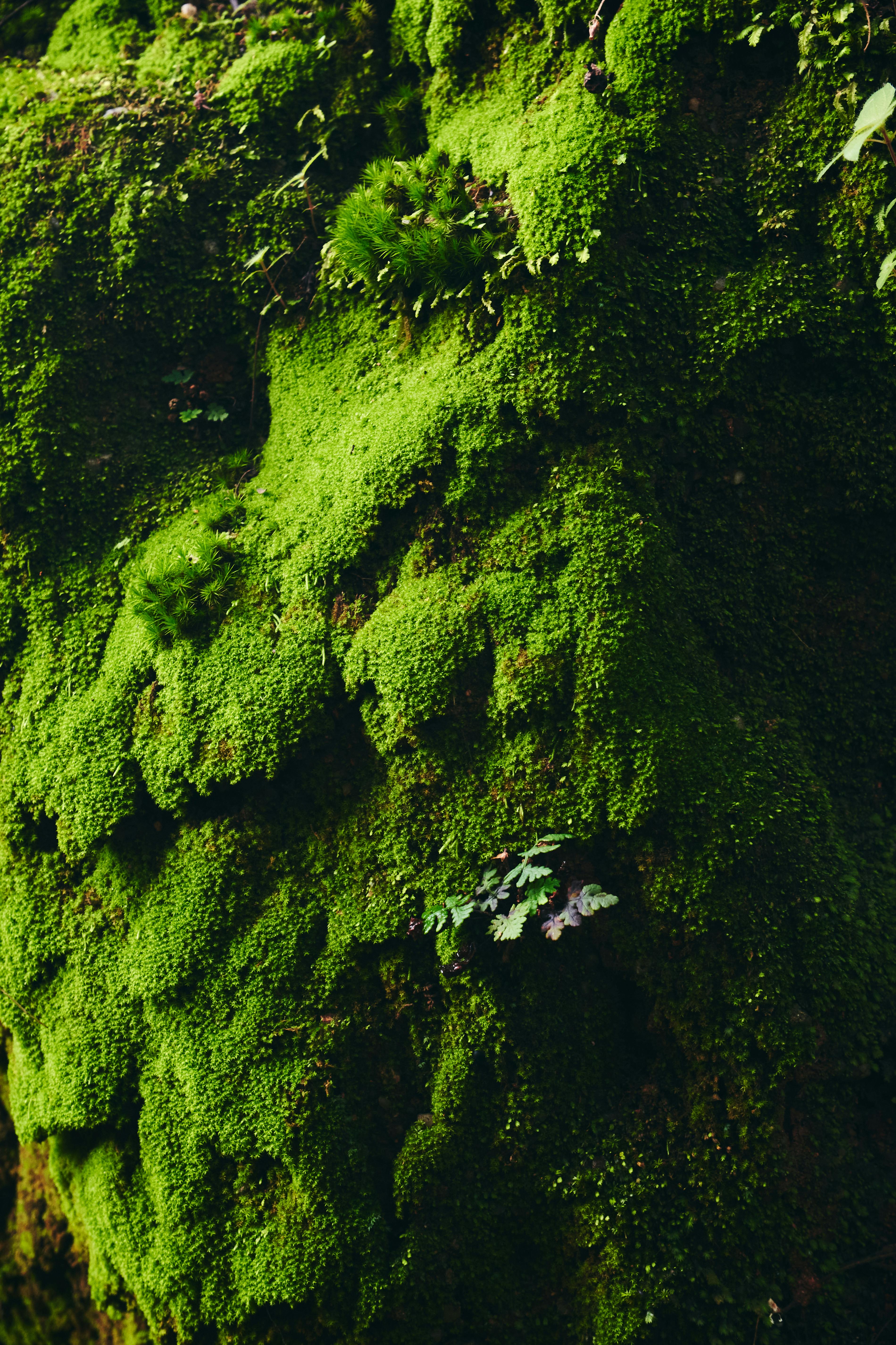ฟรี ภาพระยะใกล้ของมอสสีเขียวสดใสที่ปกคลุมหินในเมืองโจส ประเทศไนจีเรีย คลังภาพถ่าย