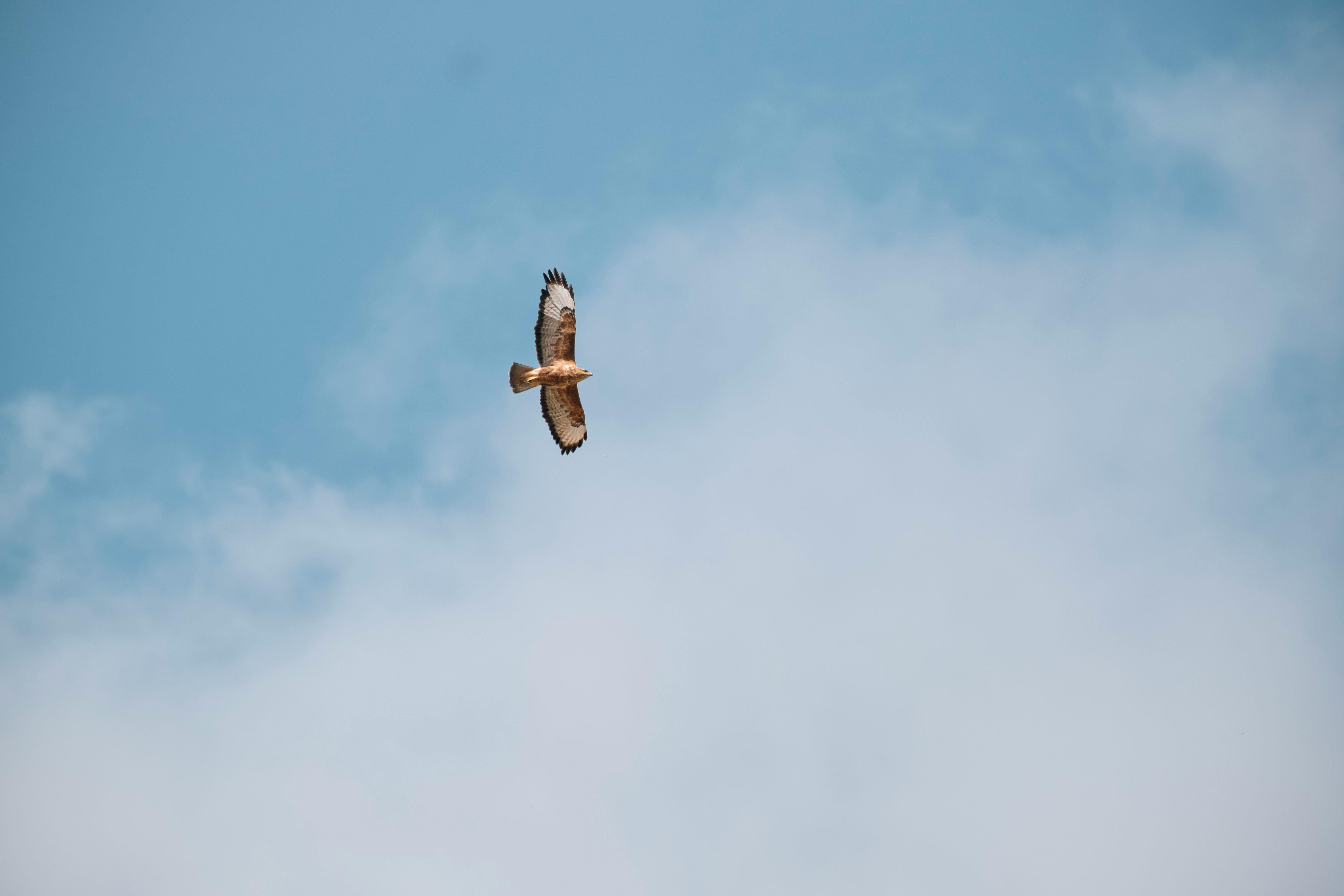 Spanish Imperial Eagle Territory — Extremadura