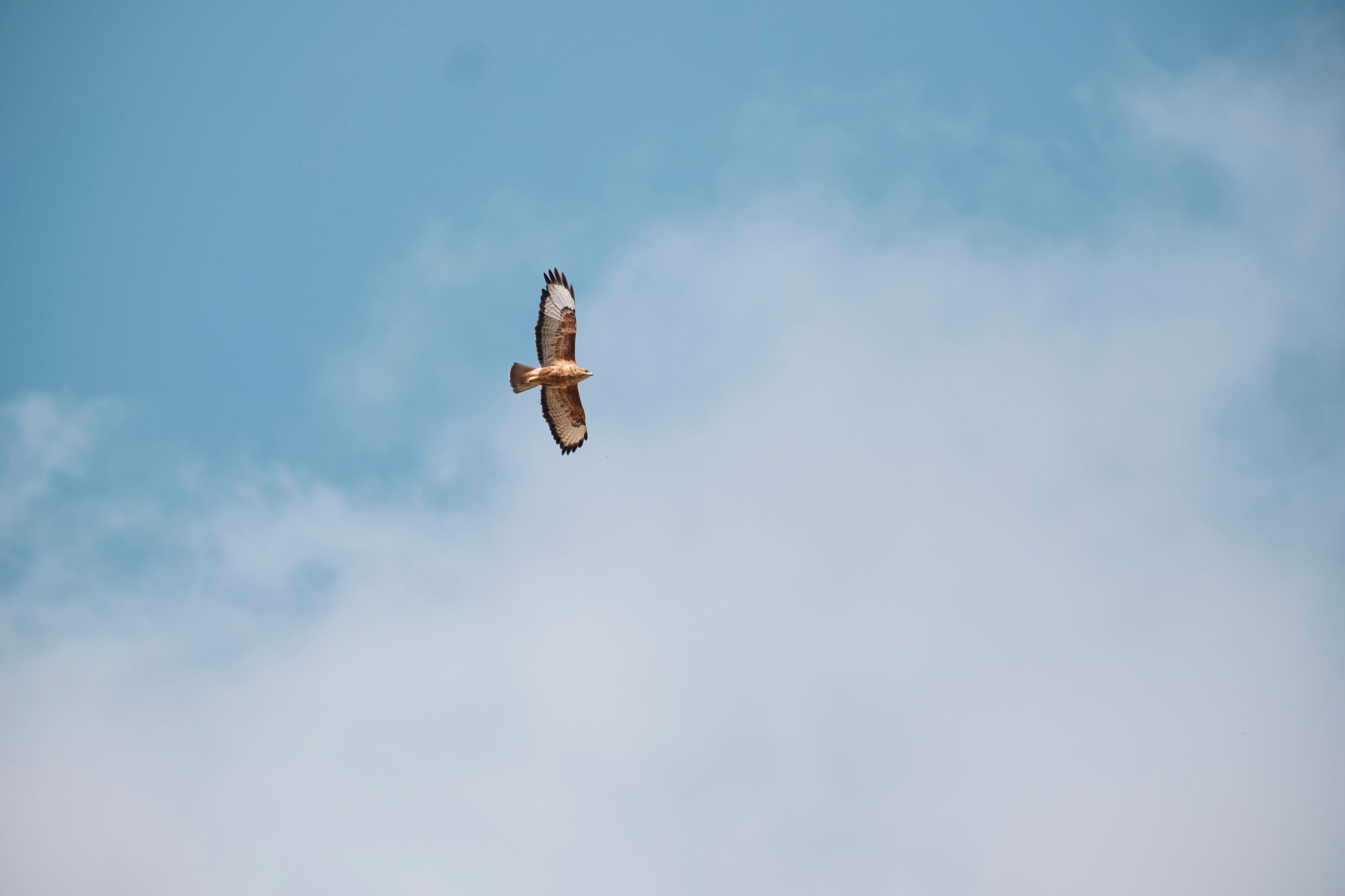Majestic Eagle Soaring in Blue Sky · Free Stock Photo