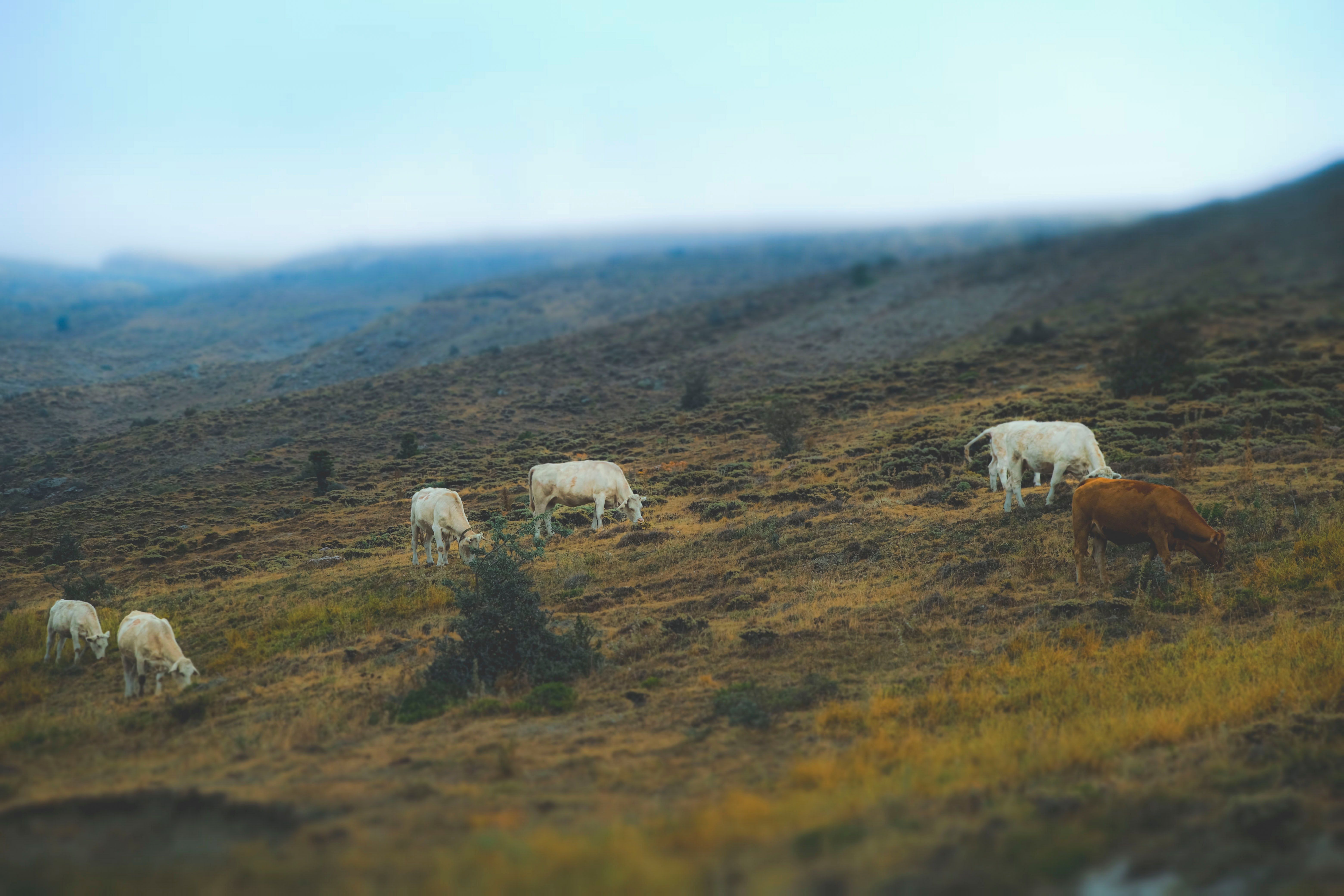Pastoral Scene of Cows Grazing on Konya Hills · Free Stock Photo