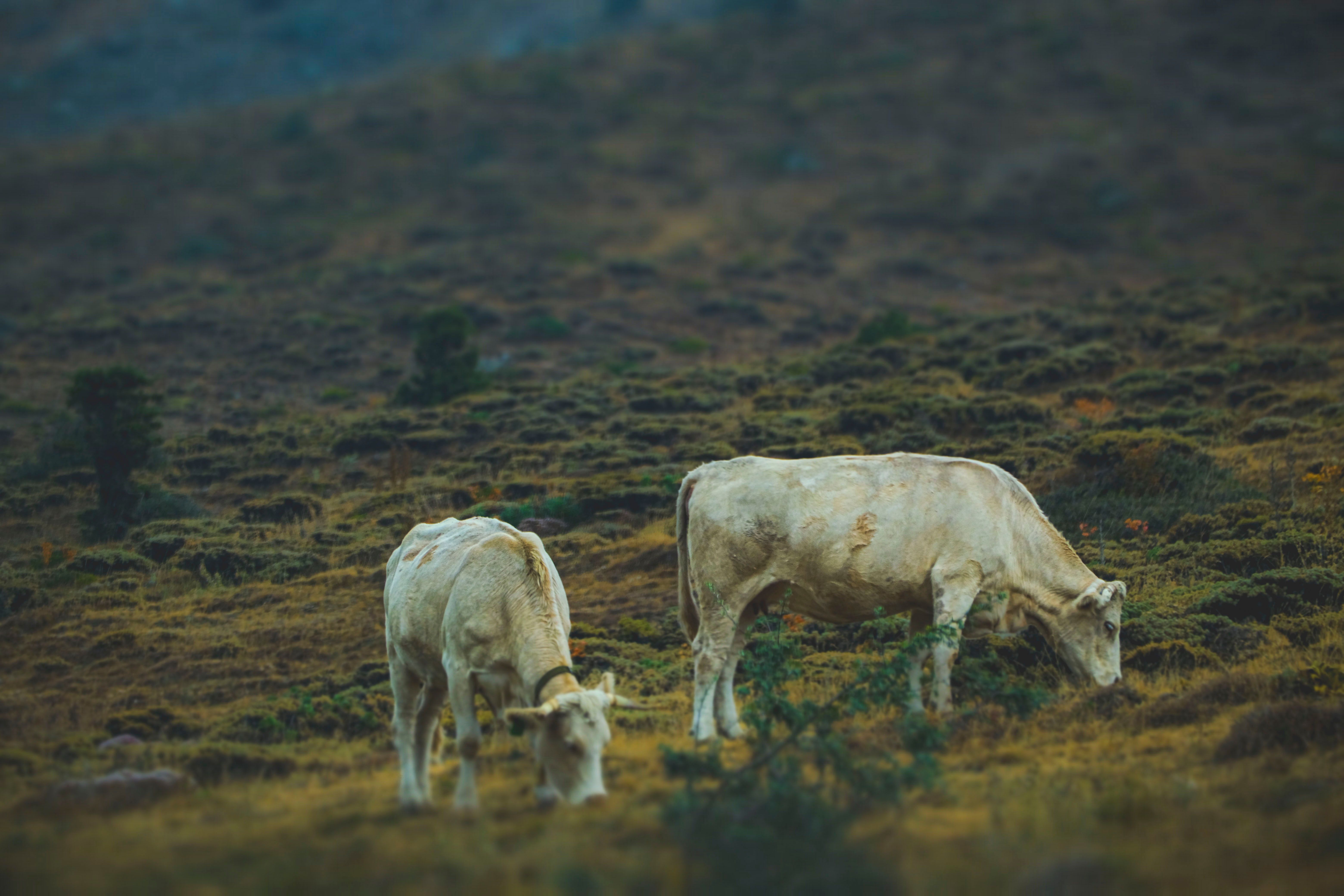 White Cows Grazing on Turkish Steppe · Free Stock Photo