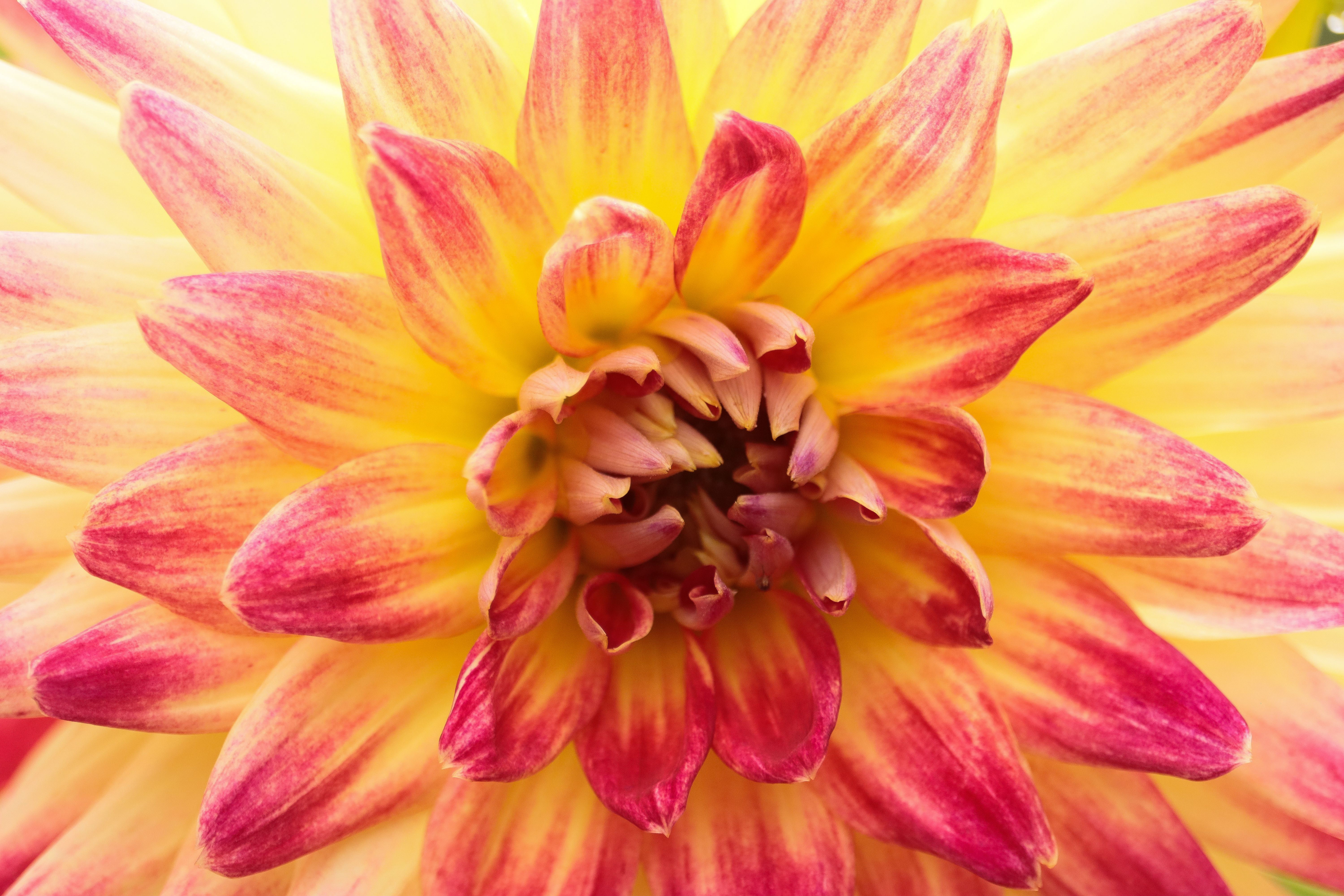 A detailed close-up of colorful dahlia flower petals in vibrant yellow and pink tones.