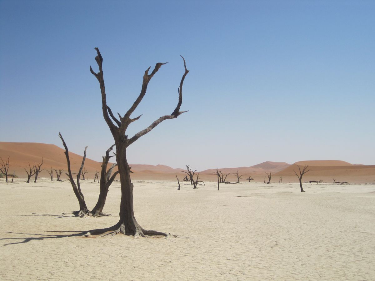 Dead Vlei's 900-year-old blackened trees standing in white clay against red dunes.